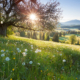 backlight view through apple tree, summer meadow in bavaria, germany